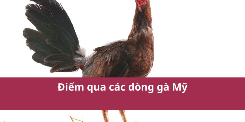 Các Dòng Gà Mỹ Phổ Biến: Sức Mạnh và Kỹ Thuật Cao Nhất 2025