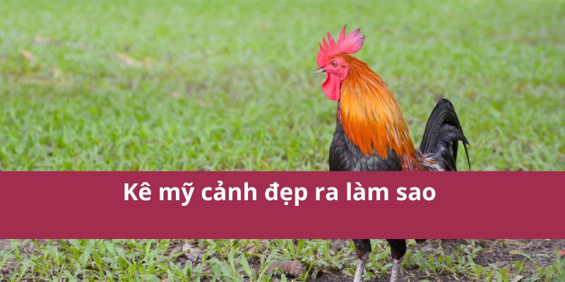 Các Dòng Gà Mỹ Phổ Biến: Sức Mạnh và Kỹ Thuật Cao Nhất 2025