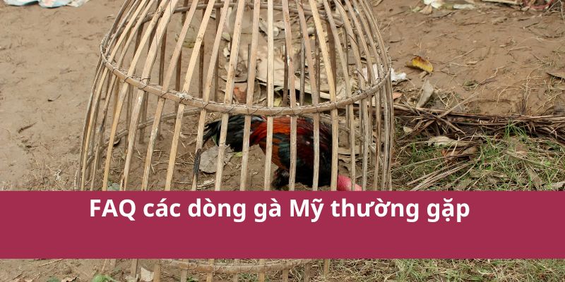 Các Dòng Gà Mỹ Phổ Biến: Sức Mạnh và Kỹ Thuật Cao Nhất 2025
