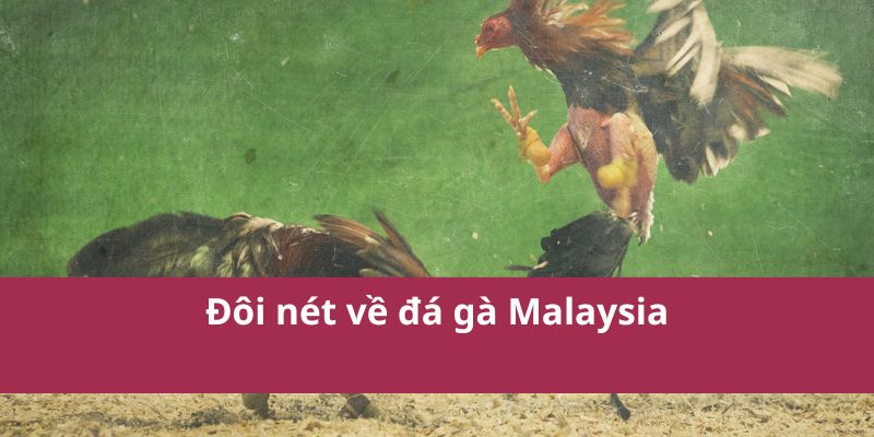 Đá Gà Malaysia: Hướng Dẫn Cá Cược và Kinh Nghiệm Chơi