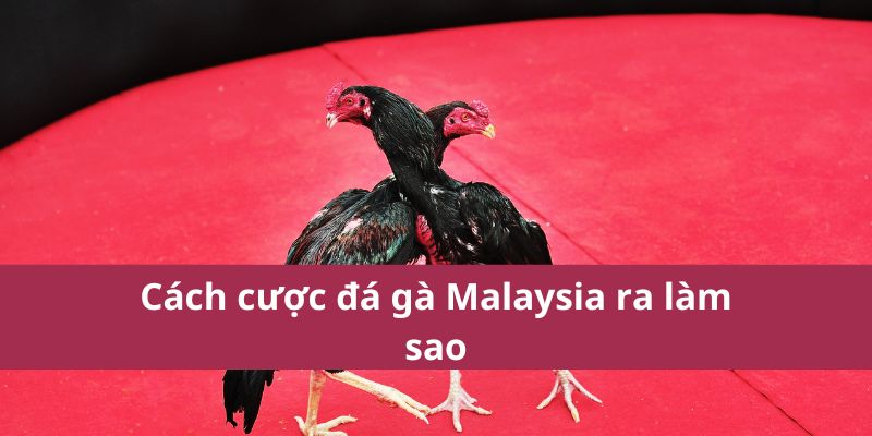 Đá Gà Malaysia: Hướng Dẫn Cá Cược và Kinh Nghiệm Chơi