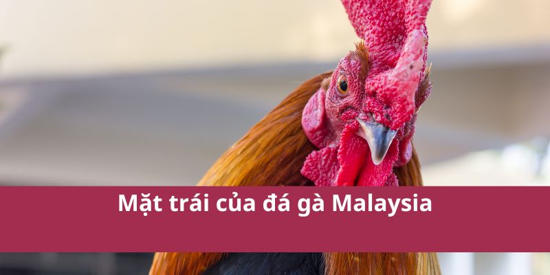 Đá Gà Malaysia: Hướng Dẫn Cá Cược và Kinh Nghiệm Chơi