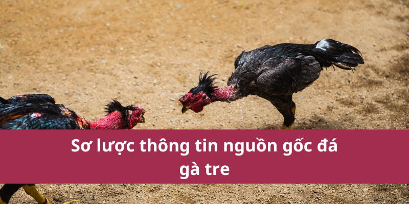 Hướng Dẫn Chi Tiết Về Đá Gà Tre - Kỹ Thuật Và Mẹo Hay 2 Sơ lược thông tin nguồn gốc đá gà tre