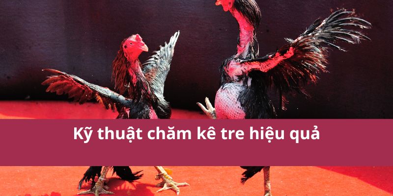 Hướng Dẫn Chi Tiết Về Đá Gà Tre - Kỹ Thuật Và Mẹo Hay 3 Hướng Dẫn Chi Tiết Về Đá Gà Tre - Kỹ Thuật Và Mẹo Hay