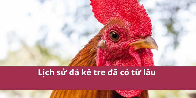 Hướng Dẫn Chi Tiết Về Đá Gà Tre - Kỹ Thuật Và Mẹo Hay 4 Hướng Dẫn Chi Tiết Về Đá Gà Tre - Kỹ Thuật Và Mẹo Hay