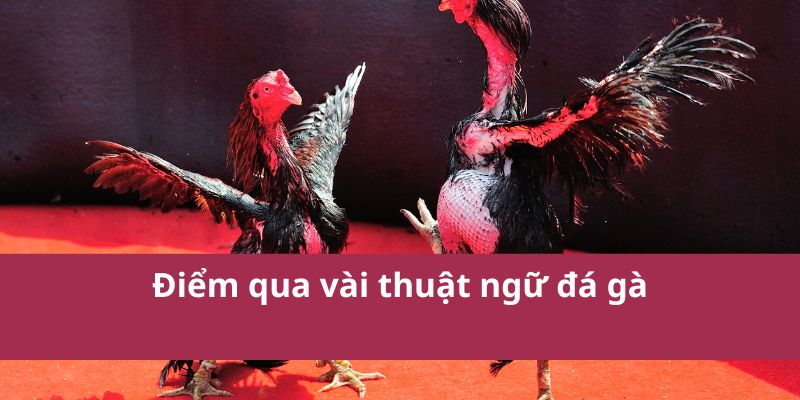 Thuật Ngữ Đá Gà: Giải Thích Các Khái Niệm Quan Trọng 2 Thuật Ngữ Đá Gà: Giải Thích Các Khái Niệm Quan Trọng