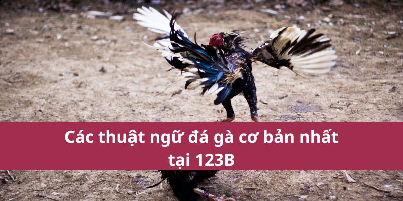 Thuật Ngữ Đá Gà: Giải Thích Các Khái Niệm Quan Trọng 3 Thuật Ngữ Đá Gà: Giải Thích Các Khái Niệm Quan Trọng